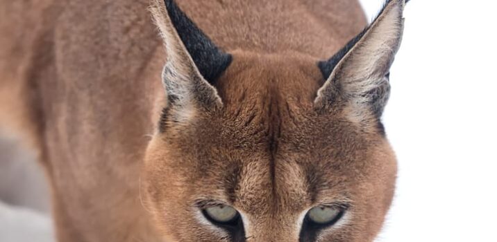 קבוצת הריגול Dark Caracal הפיצה כלי נוזקה חדש מסוג GoCaracal