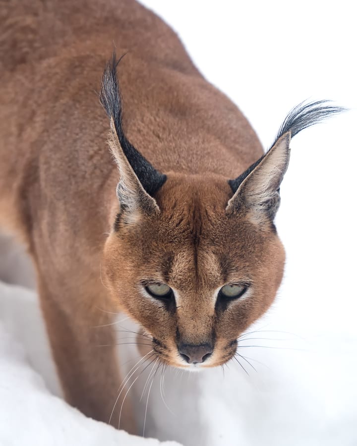 תמונת תקציר לחדשת סייבר: קבוצת הריגול Dark Caracal הפיצה כלי נוזקה חדש מסוג GoCaracal