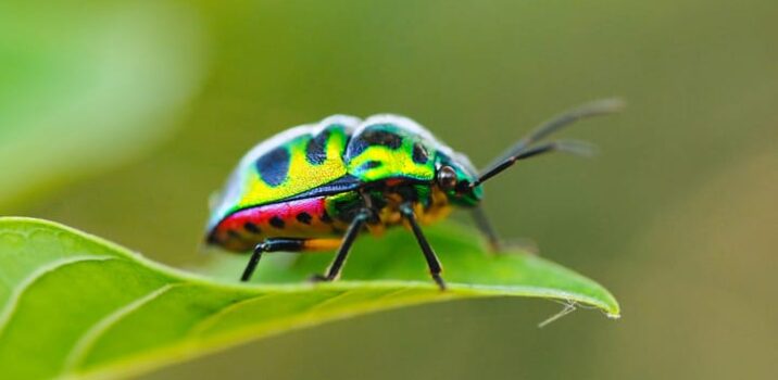 קבוצת התקיפה Jewelbug משלבת ריגול מדינתי עם גניבת מטבעות קריפטוגרפיים