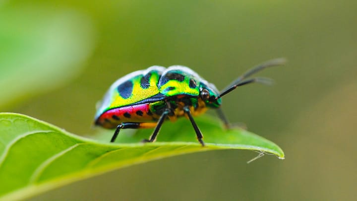 תמונת תקציר לחדשת סייבר: קבוצת התקיפה Jewelbug משלבת ריגול מדינתי עם גניבת מטבעות קריפטוגרפיים
